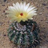 Notocactus allosiphon ©JLcoll.3390.jpg